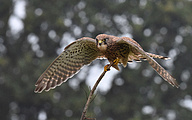 Common kestrel (female, Falco tinnunculus)